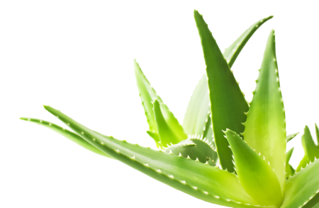 Лист алоэ Вера