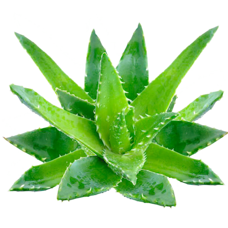 Aloe barbadensis Leaf