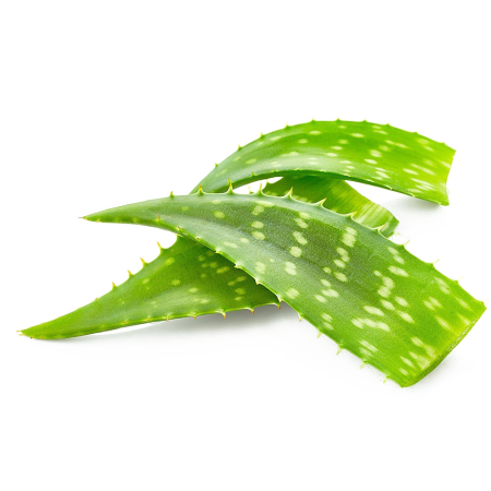 Aloe barbadensis (Aloe Vera) Leaf Juice