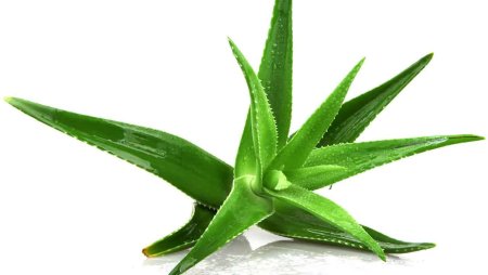Aloe barbadensis Leaf