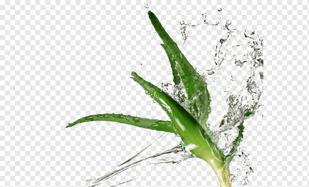 Aloe Vera extract растение