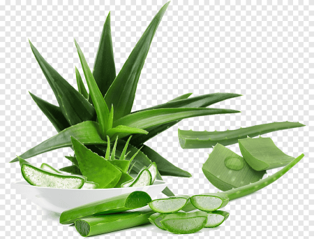 Алоэ Вера Aloe Vera