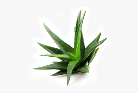 Aloe Vera Leaf