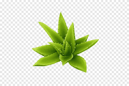 Алое Vera Leafs