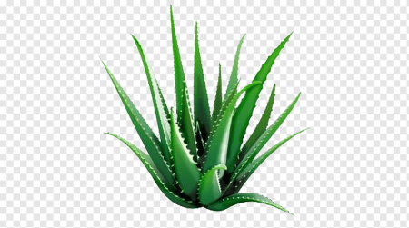 Aloe barbadensis (Aloe Vera) Leaf Juice