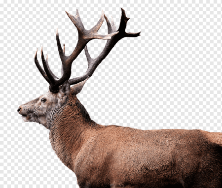 Deer Antlers Red