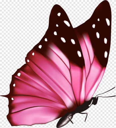 Бабочки розовые вектор (48 фото)