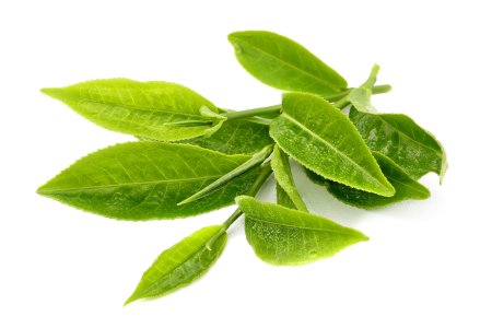 Camellia sinensis Leaf