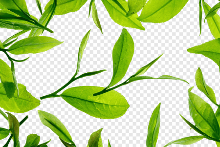 Листья чая