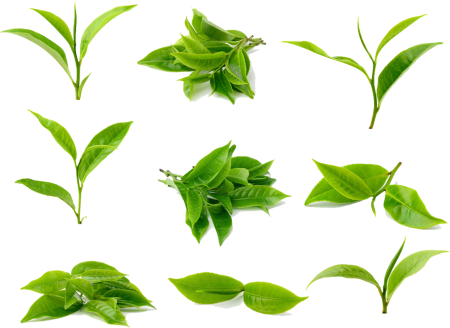 Camellia sinensis Leaf