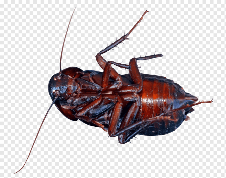 Таракан Phoetallia pallida
