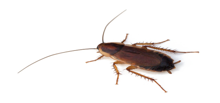 КОКРОУЧ таракан