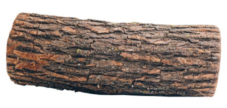 Дерево полено