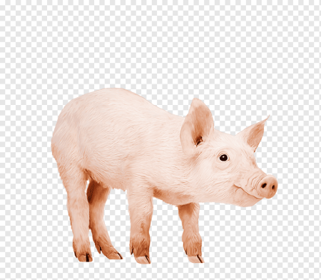 Свинья мультяшная
