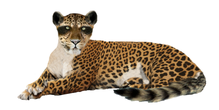 Лица животных