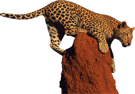Леопард вектор (46 фото)
