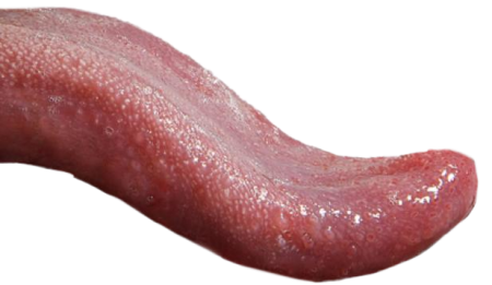 Язык на прозрачном фоне