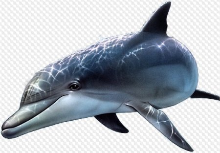 Tucuxi Dolphin