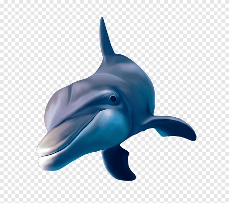 Дельфин вектор (46 фото)