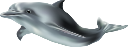 Tucuxi Dolphin