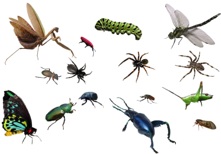 Насекомые на белом фоне