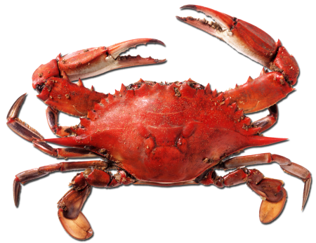 Краб Dungeness