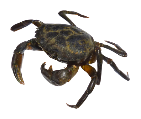 Морской краб