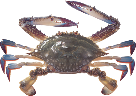 Морской краб