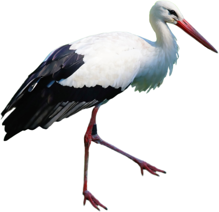 Аист на белом фоне