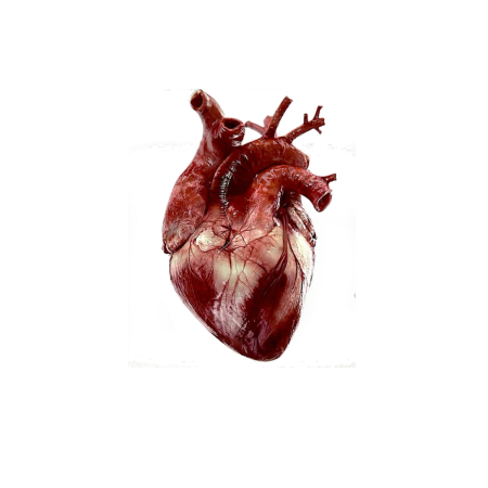 Сердце