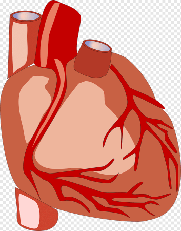 Сердце человека vector