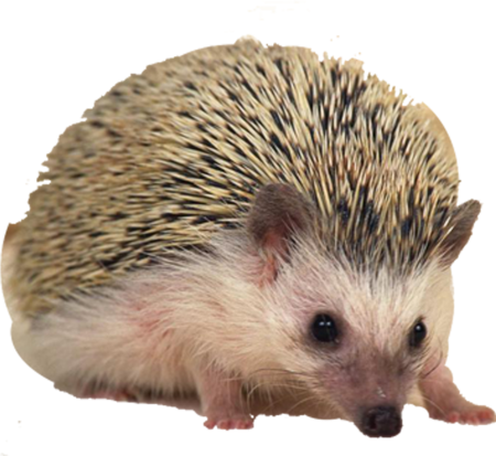 Еж для детей
