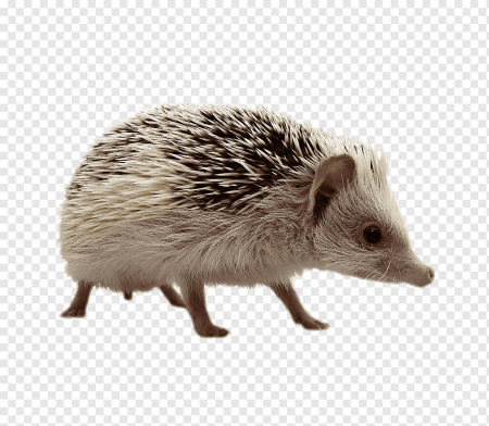 Ежик мультяшный