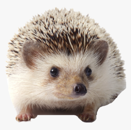Ежик с грибами