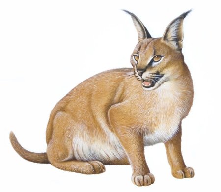 Шлепа кот