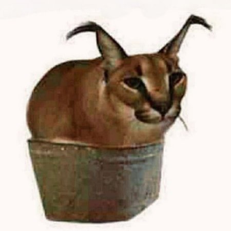 Шлепа АМОГУС