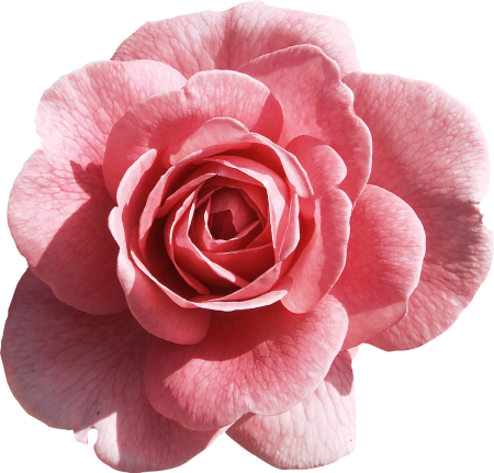 Цветы розовые вектор (50 фото)