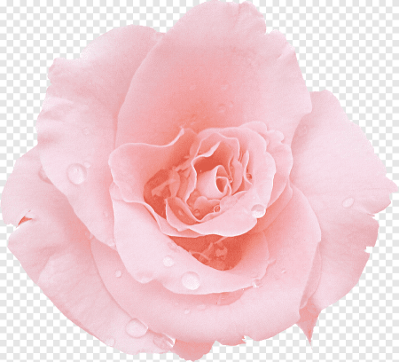 Вайт Пинк White Pink роза