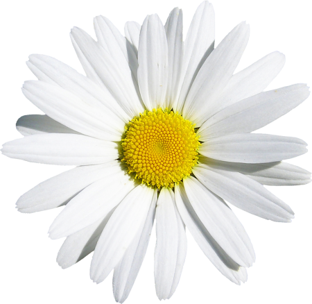 Camomile Ромашка