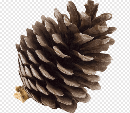 Cone шишка