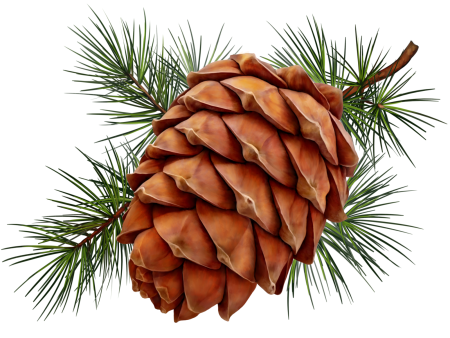 Pinus massoniana шишки