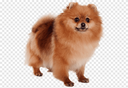 Собаки породы немецкий шпиц