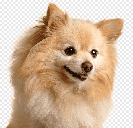 Немецкий шпиц