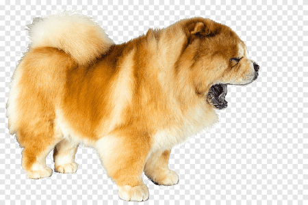 Чау чау и шпиц
