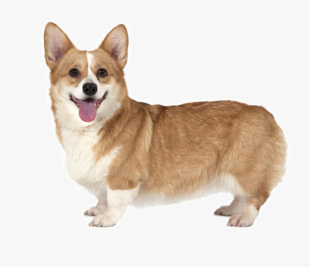 Корги пемброк