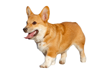Корги морда сбоку