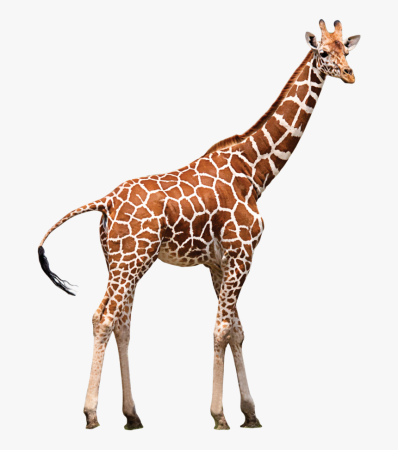 Жираф вектор (50 фото)