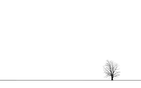 Эвкалипт Minimalist