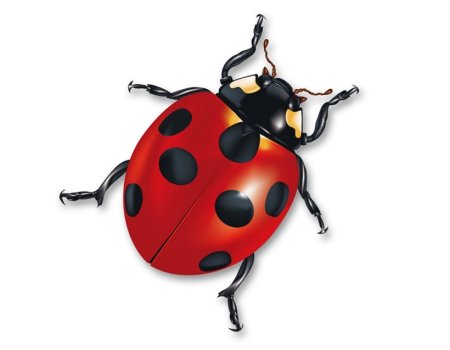 Ladybird Божья коровка