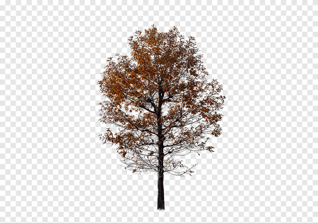 Деревья осень для фотошопа